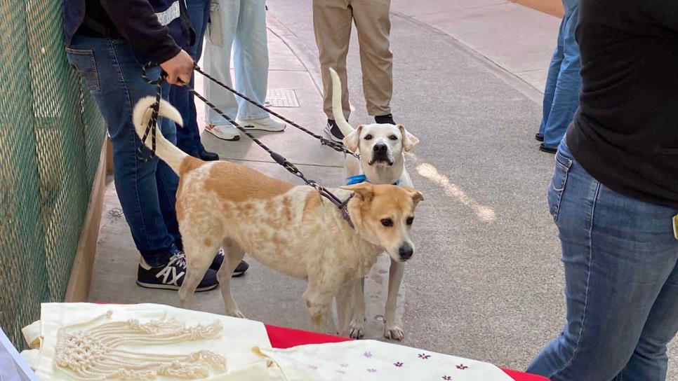 Adopta un perro con la campaña Huellitas de Bienestar en el Parque Central de Mazatlán