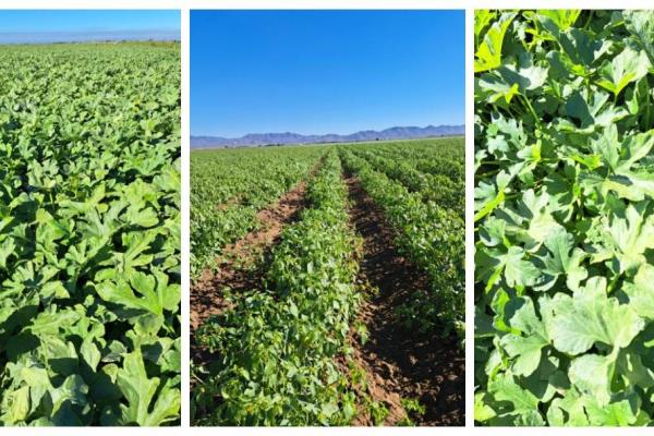 Sin daños por heladas en el Valle del Carrizo, confirma Junta de Sanidad Vegetal