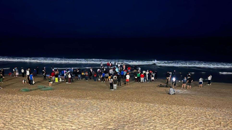 ¿Cuántas ballenas han muerto en Mazatlán durante la temporada 2025?