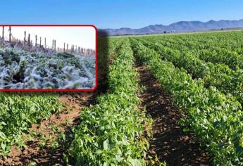 Se mantiene pronóstico de heladas para el próximo fin de semana en Sinaloa: CONAGUA  