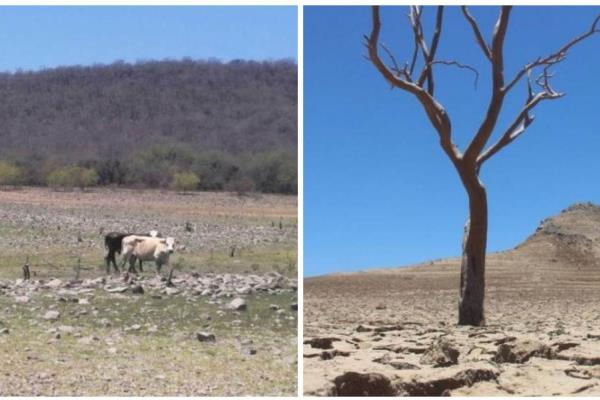 Por sequía en Sinaloa, aplicarán plan emergente para suministrar alimento al ganado