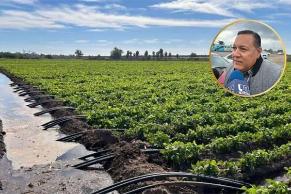 Productores de Sinaloa dejan de contratar seguros agrícolas por falta de dinero Productores de Sinaloa dejan de contratar seguros agrícolas por falta de dinero