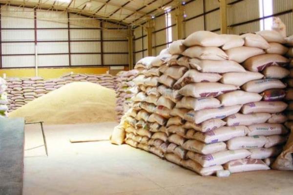 Frijol de Sinaloa aún sin precio fijo a unas semanas de iniciar cosecha: CAADES