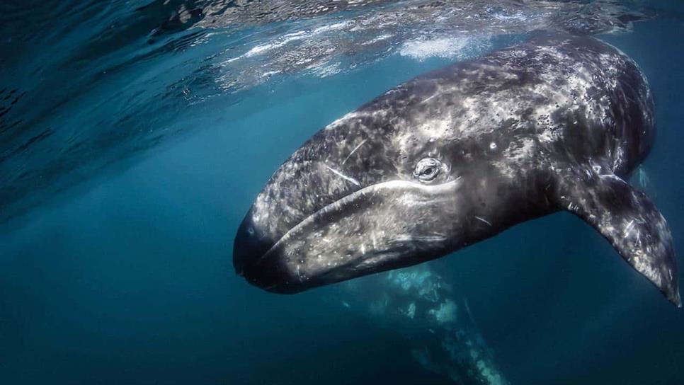 ¿La ballena gris es mexicana? Estos mamíferos nadan miles de kilómetros para nacer en este lugar