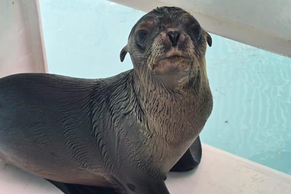 Rescatan a lobo marino en canales de La Marina Mazatlán e ingresa al Gran Acuario para su cuidado