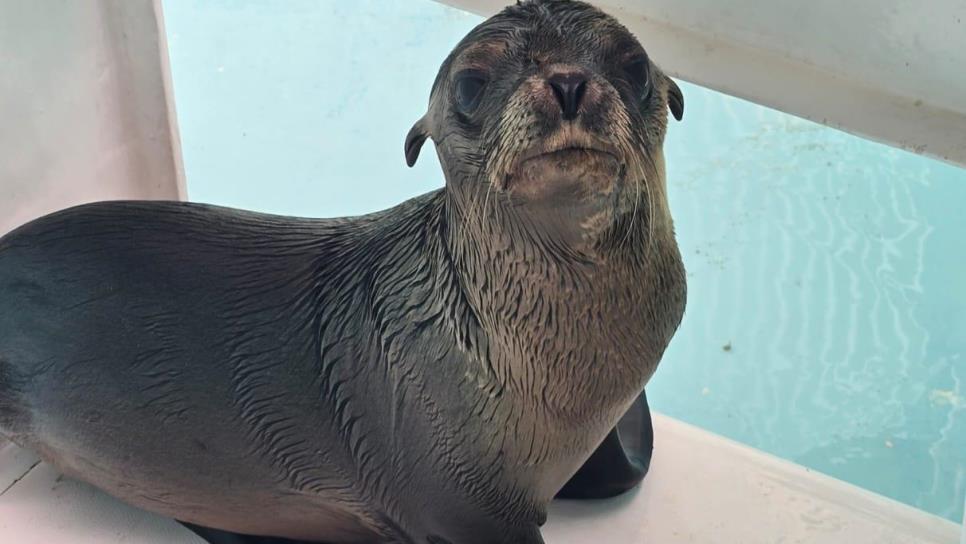 Rescatan a lobo marino en canales de La Marina Mazatlán e ingresa al Gran Acuario para su cuidado