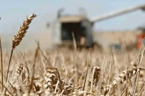 Por sequía en Sinaloa, productores deberán sacar adelante el trigo con 2 riegos