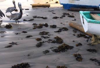 ¿Sargazo en Mazatlán? En playa norte llegan restos de esta especie marina invasora