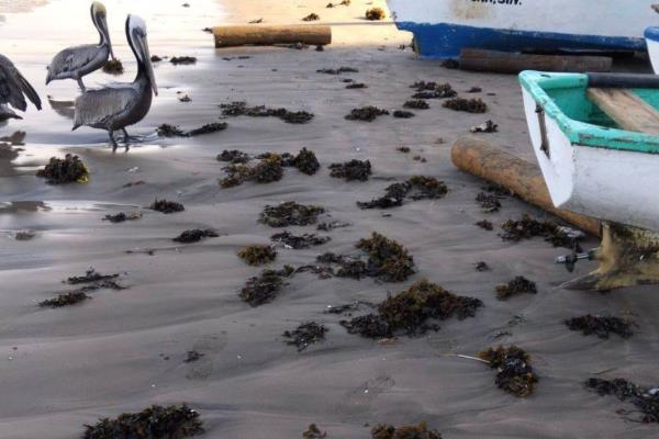 ¿Sargazo en Mazatlán? En playa norte llegan restos de esta especie marina invasora