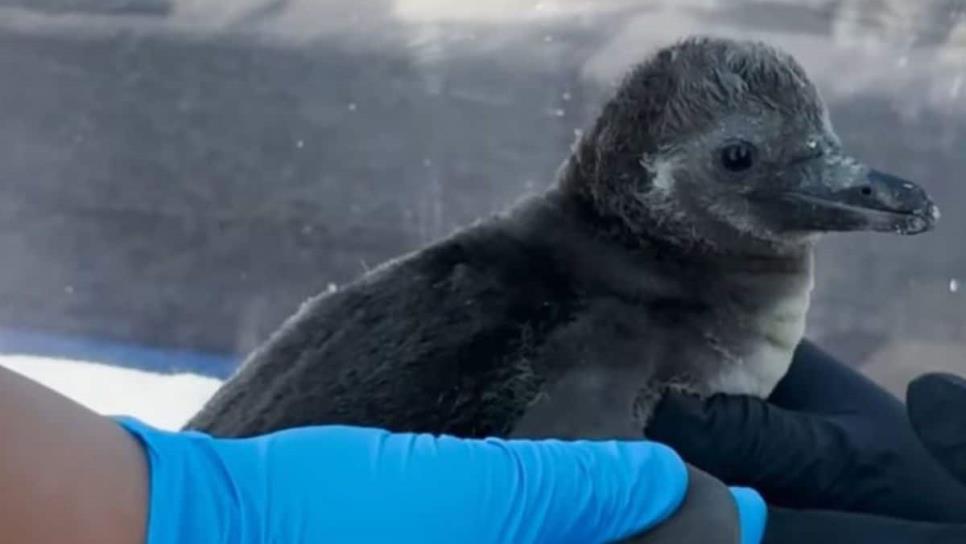 Un nuevo integrante en el Gran Acuario Mar de Cortés: nace el primer pingüino mazatleco