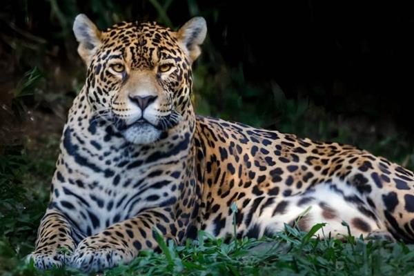 Estos son los animales en peligro de extinción en México, en Sinaloa hay uno