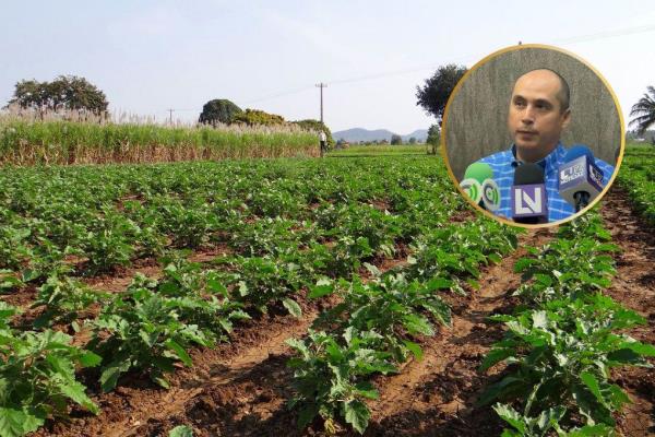 Aranceles a México se impondrán en plena cosecha de hortalizas de Sinaloa 