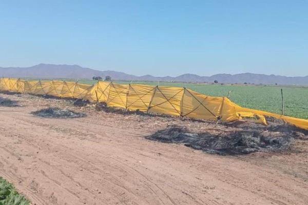 Frío en Sinaloa ¿De cuánto es la multa por por quemar llantas para proteger cultivos?
