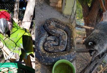 Venadario de El Fuerte: Conoce las especies que viven en este parque ecológico de Sinaloa | FOTOS