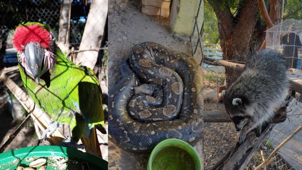 Venadario de El Fuerte: Conoce las especies que viven en este parque ecológico de Sinaloa | FOTOS