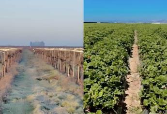 Así lucen vacíos los campos agrícolas en Estados Unidos; migrantes han abandonado sus trabajos  