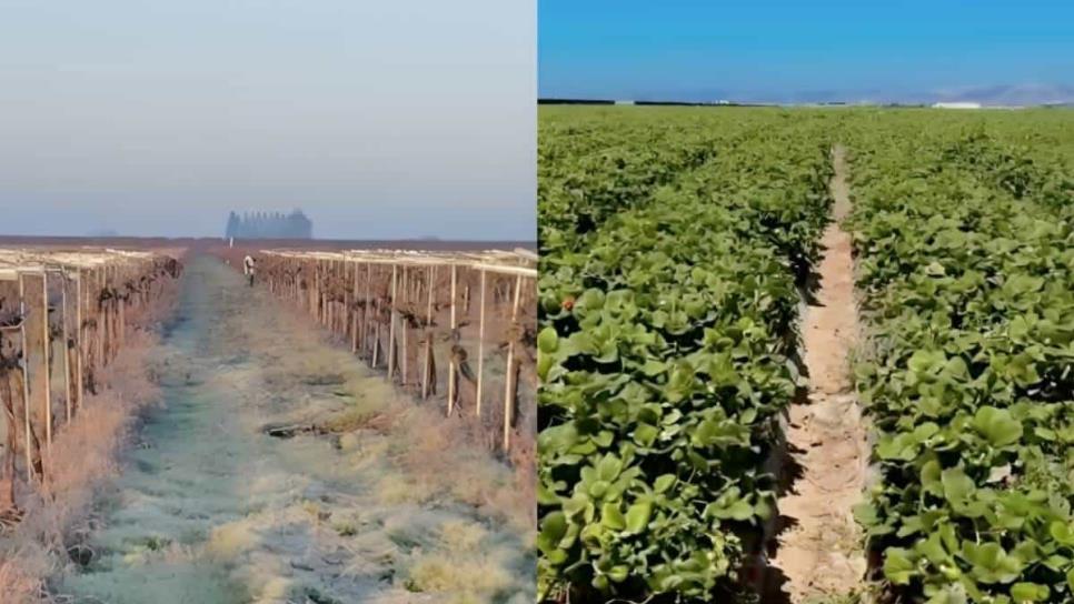 Así lucen vacíos los campos agrícolas en Estados Unidos; migrantes han abandonado sus trabajos  