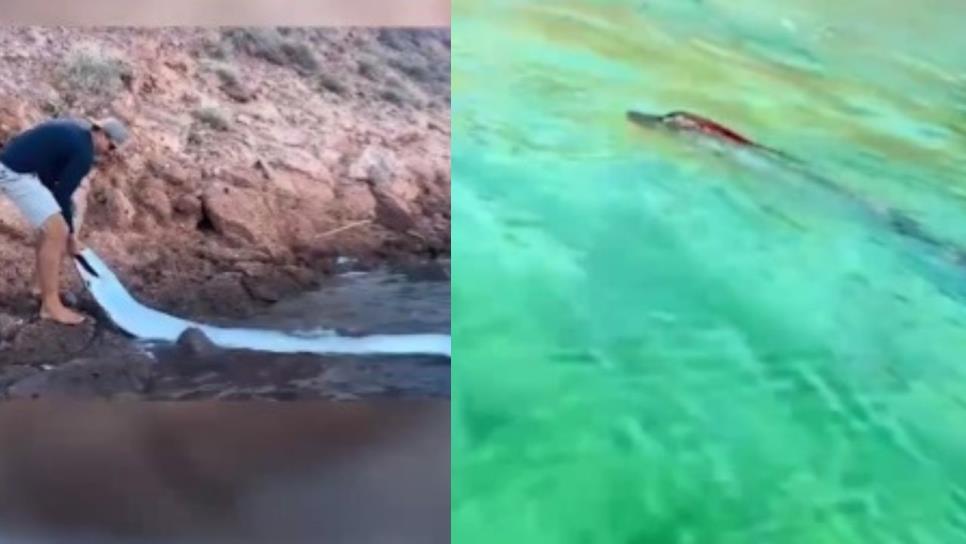 Rescatan a pez remo en playa de BCS. ¿Qué presagia? | VIDEO