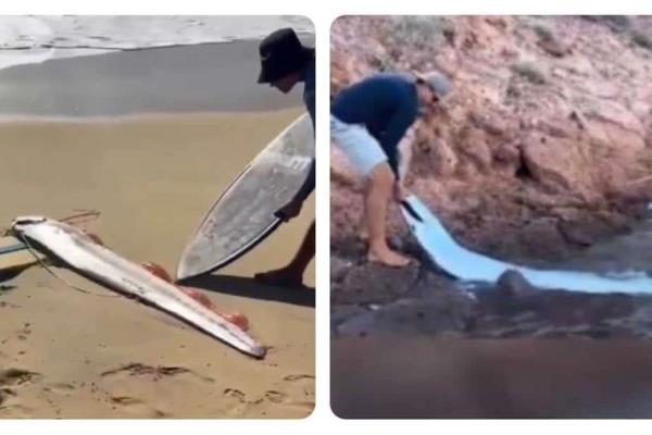 Preocupa en Baja California la aparición de dos peces remo en dos semanas