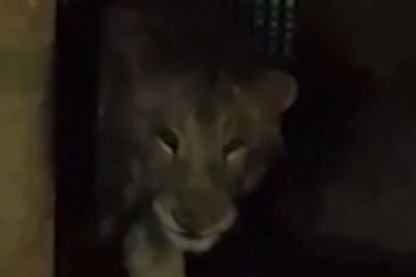 Militares localizan a leona en domicilio de Escuinapa