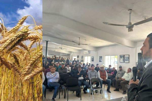 Última semana de febrero se liquidará trigo de Sinaloa 