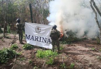 Marina destruye plantío de marihuana y decomisa vehículos blindados en Elota, San Ignacio y Mazatlán