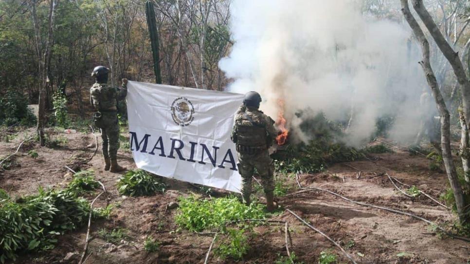 Marina destruye plantío de marihuana y decomisa vehículos blindados en Elota, San Ignacio y Mazatlán