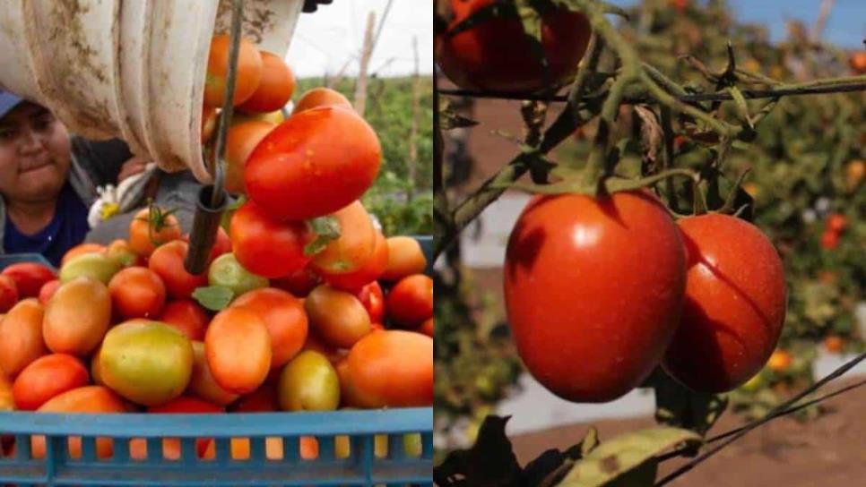 Tomate de Sinaloa el favorito de EU pese a aranceles: CAADES