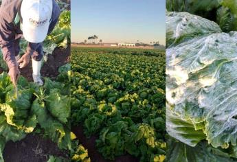 Helada sorprende a agricultores en Ahome: lechugas congeladas en Ejido Ricardo Flores Magón.