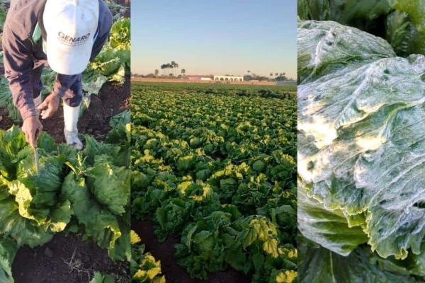 Helada sorprende a agricultores en Ahome: lechugas congeladas en Ejido Ricardo Flores Magón.