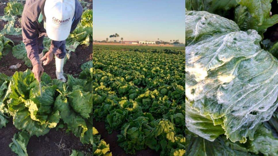 Helada sorprende a agricultores en Ahome: lechugas congeladas en Ejido Ricardo Flores Magón.