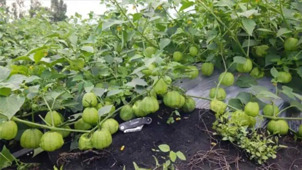 Foto: Los agricultores de la región permanecen atentos, esperando que el clima se estabilice en los próximos días para evitar más daños a los cultivos y asegurar la productividad agrícola del Valle del Fuerte