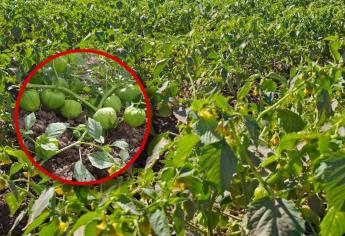 Se registran daños leves en tomatillo en El Carrizo por bajas temperaturas