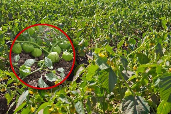 Se registran daños leves en tomatillo en El Carrizo por bajas temperaturas
