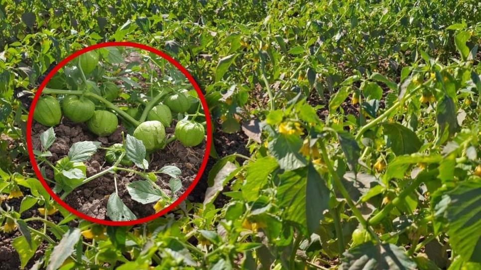 Se registran daños leves en tomatillo en El Carrizo por bajas temperaturas