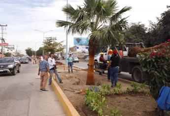 El programa “Camino de Colores” embellece la avenida Manuel J. Clouthier en Mazatlán