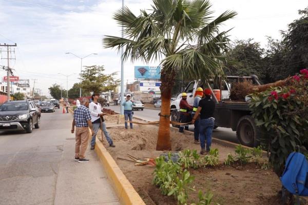 El programa "Camino de Colores" embellece la avenida Manuel J. Clouthier en Mazatlán