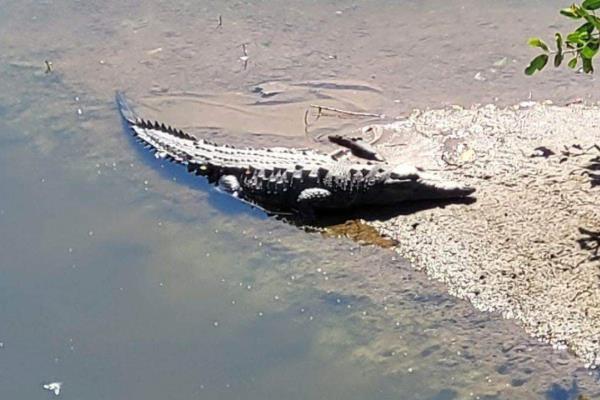 Cocodrilo sale a "asolearse" por el estero El Infiernillo en Mazatlán