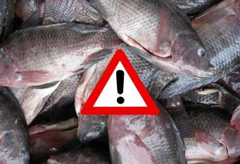 ¿Es bueno comer tilapia? Nutrióloga alerta sobre el consumo de este pez  en México