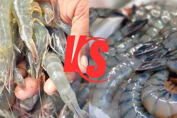 Camarón de Sinaloa vs camarón de Ecuador: ¿Cómo identificar cuál es cuál antes consumirlo?