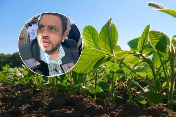 Compradores demandan frijol de Sinaloa: Ismael Bello
