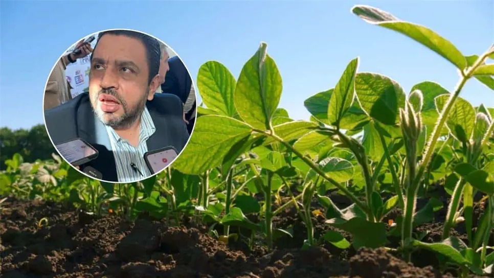 FOTO: Temática. Múltiples compradores se encuentran interesados en la compra del frijol cosechado en Sinaloa.