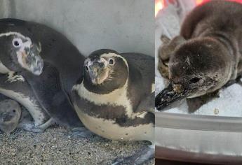 Gran Acuario Mazatlán ¿Cómo se llamará el pingüino que nació en este recinto?