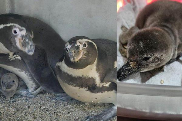 Gran Acuario Mazatlán ¿Cómo se llamará el pingüino que nació en este recinto?