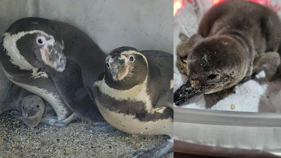 Gran Acuario Mazatlán ¿Cómo se llamará el pingüino que nació en este recinto?