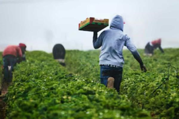 Desesperado agricultor de EU pide ayuda para cosechar sus espárragos por falta de trabajadores | VIDEO