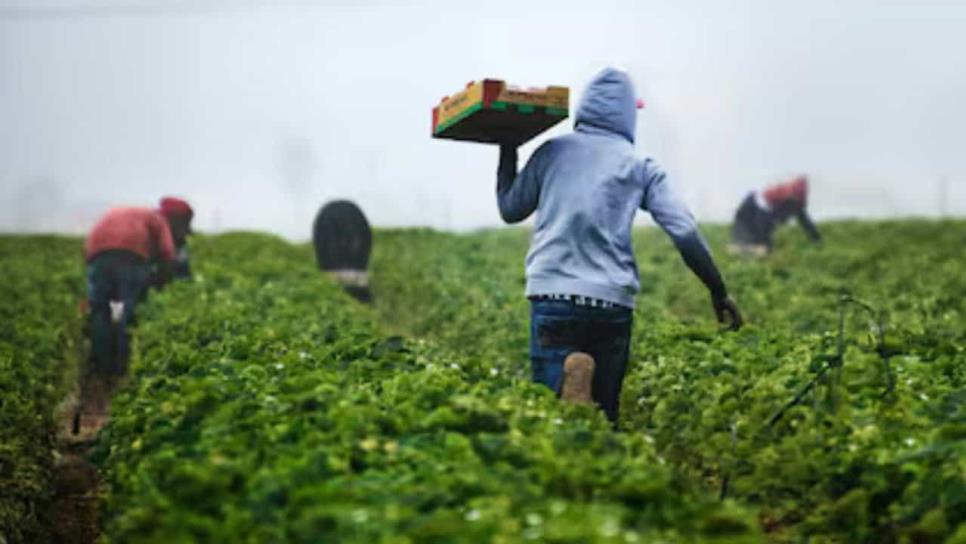 Desesperado agricultor de EU pide ayuda para cosechar sus espárragos por falta de trabajadores | VIDEO