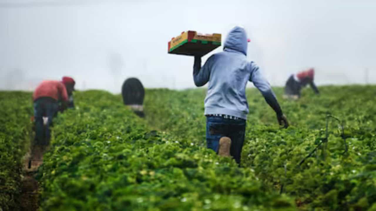 Las personas vieron lo difícil que es recolectar los espárragos en varias hectáreas, pero disfrutaron en familia poder realizarlo y aprender la manera de trabajar en el campo