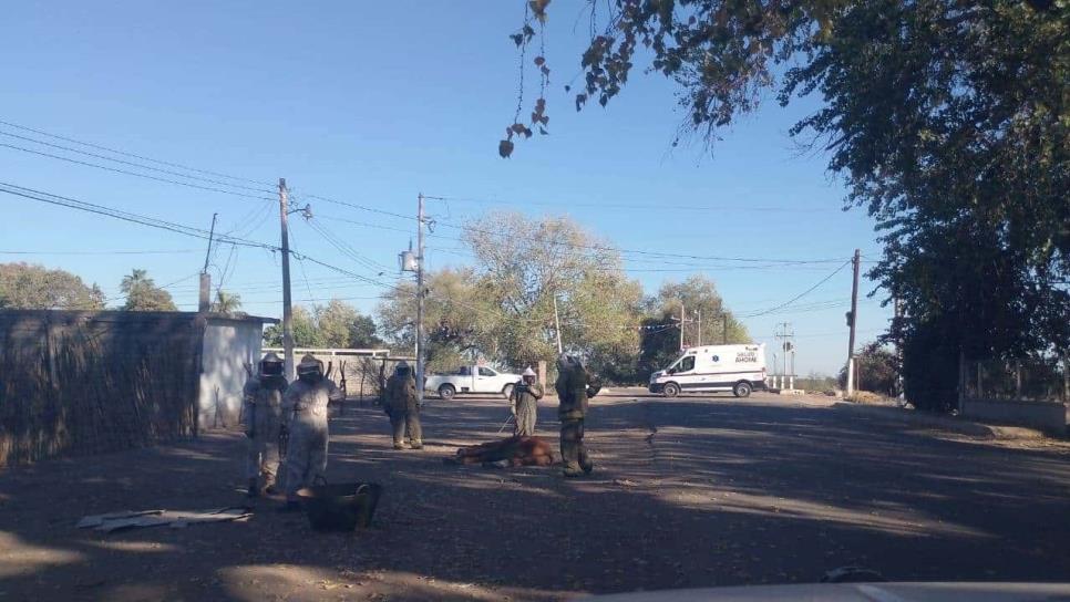 Abejas atacan a una familia en el ejido Macapule; tres personas resultaron lesionadas por picaduras