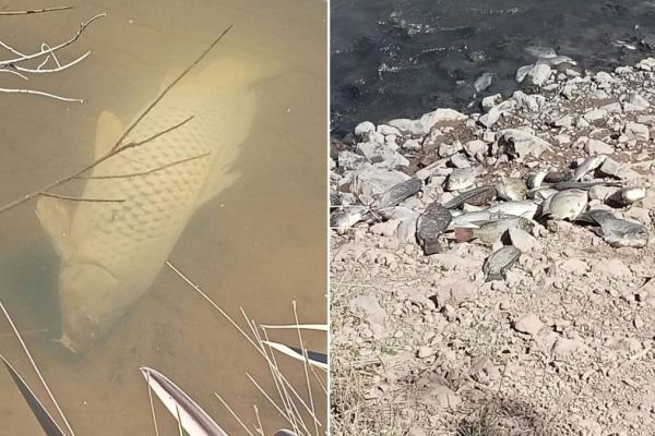 Coepriss suspende el sistema de bombeo en canal Taxtes por muerte de peces